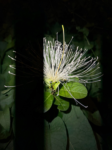 Cynophalla flexuosa observed 2026-10-03