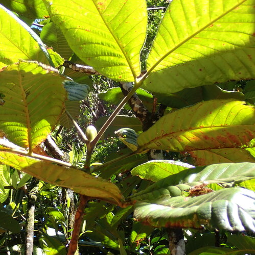 Geissois hirsuta observed 2026-10-03