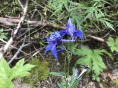 Delphinium brachycentrum