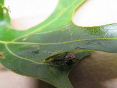 Callirhytis pedunculata