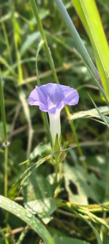 Japanese morning glory