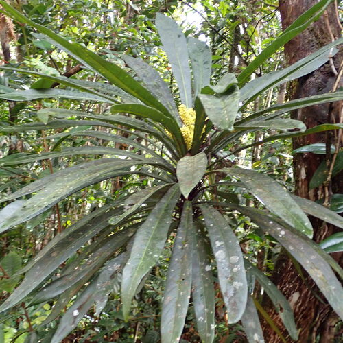 Meryta coriacea observed 2026-10-03