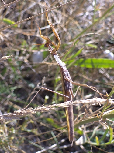 European Mantis
