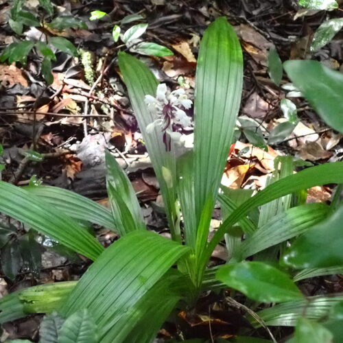 Calanthe hololeuca observed 2026-10-03