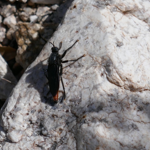 Ospriocerus
