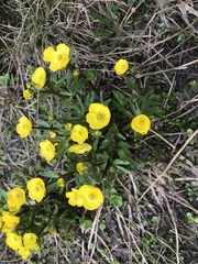Ranunculus sulphureus