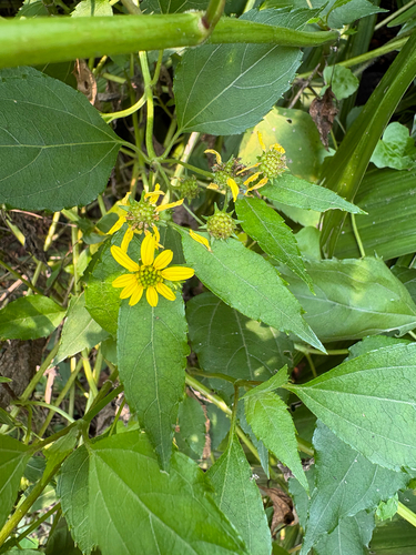 Wollastonia biflora observed 2026-10-05