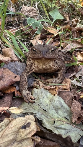 European Toad