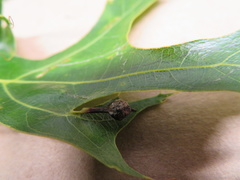 Callirhytis pedunculata