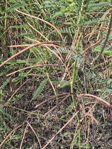 Sesbania Pea