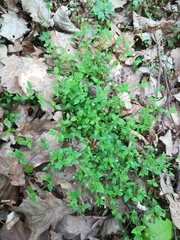 Moehringia trinervia
