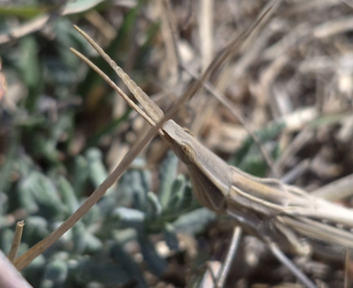 Mediterranean Slant-faced Grasshopper