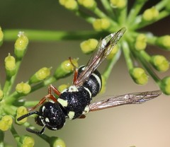 Stenodynerus toas