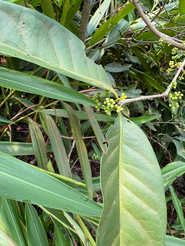 Syzygium polyanthum observed 2026-10-05