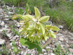 Asclepias lynchiana