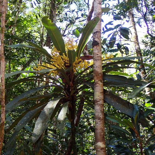 Meryta coriacea observed 2026-10-03