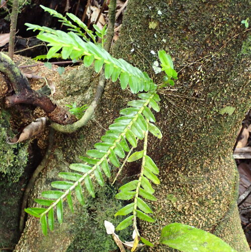 Appendicula observed 2026-10-03