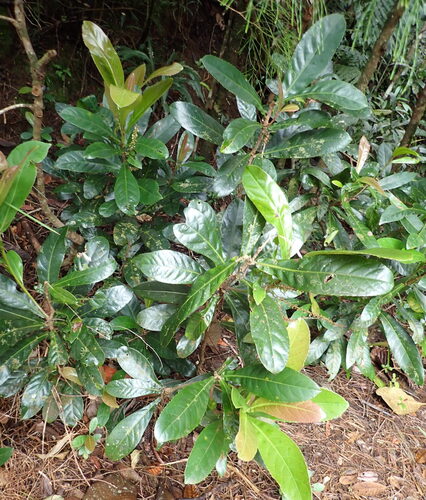 Cleidion vieillardii observed 2026-10-03