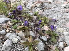 Veronica grandiflora