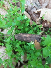 Moehringia trinervia