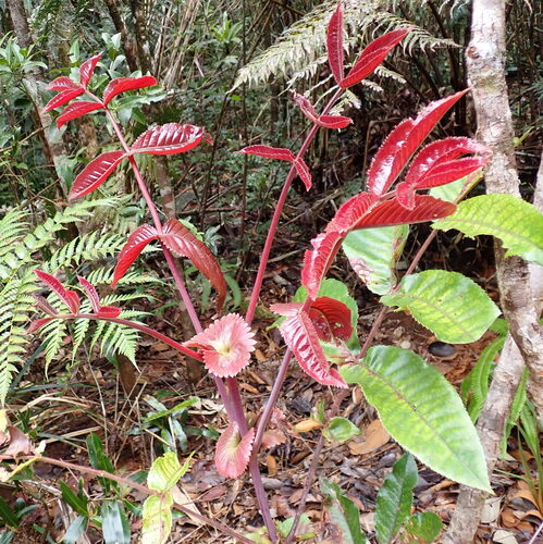 Pancheria ternata observed 2026-10-03