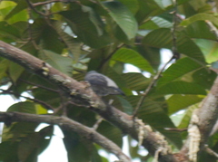 Lalage fimbriata