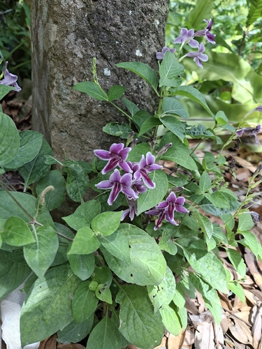 Asystasia nemorum observed 2026-10-05