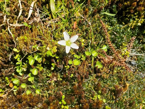 Oxalis magellanica observed 2026-10-05