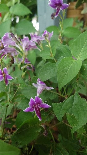 Asystasia nemorum observed 2026-10-05