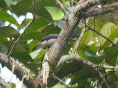 Lalage fimbriata