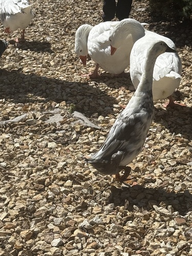 Domestic Mallard