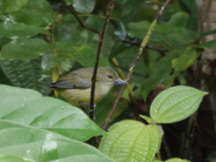 Dicaeum trigonostigma