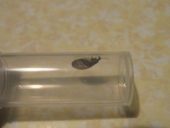 Wesmaelius subnebulosus