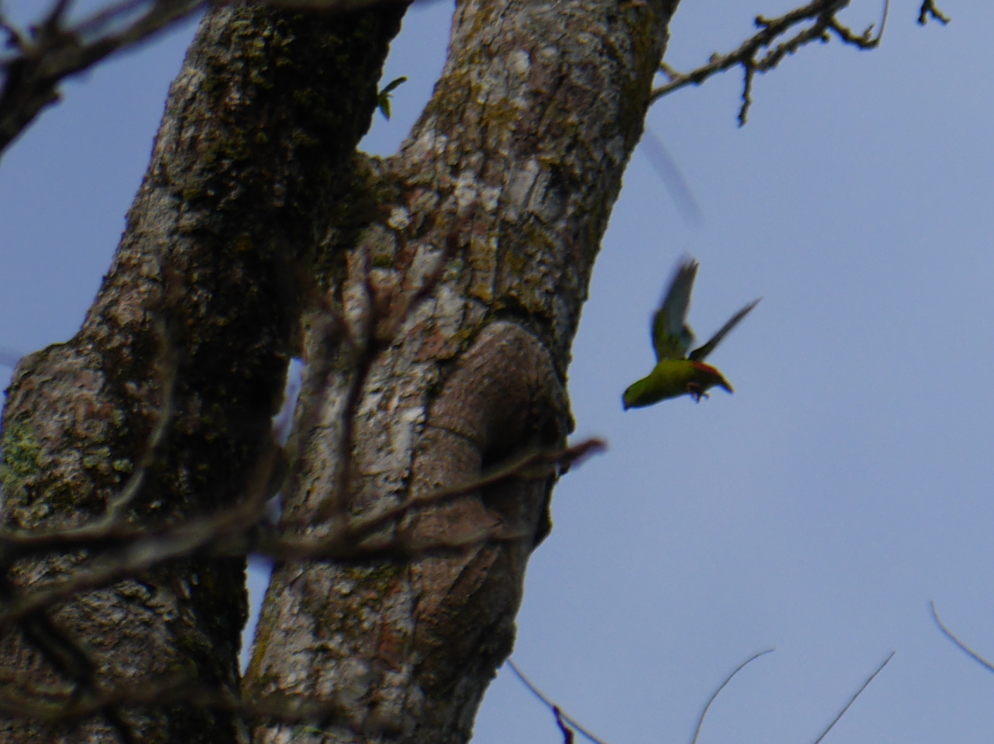 Blue-crowned Hanging Parrot