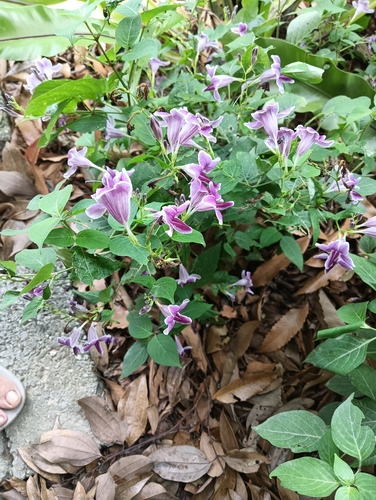 Asystasia nemorum observed 2026-10-05