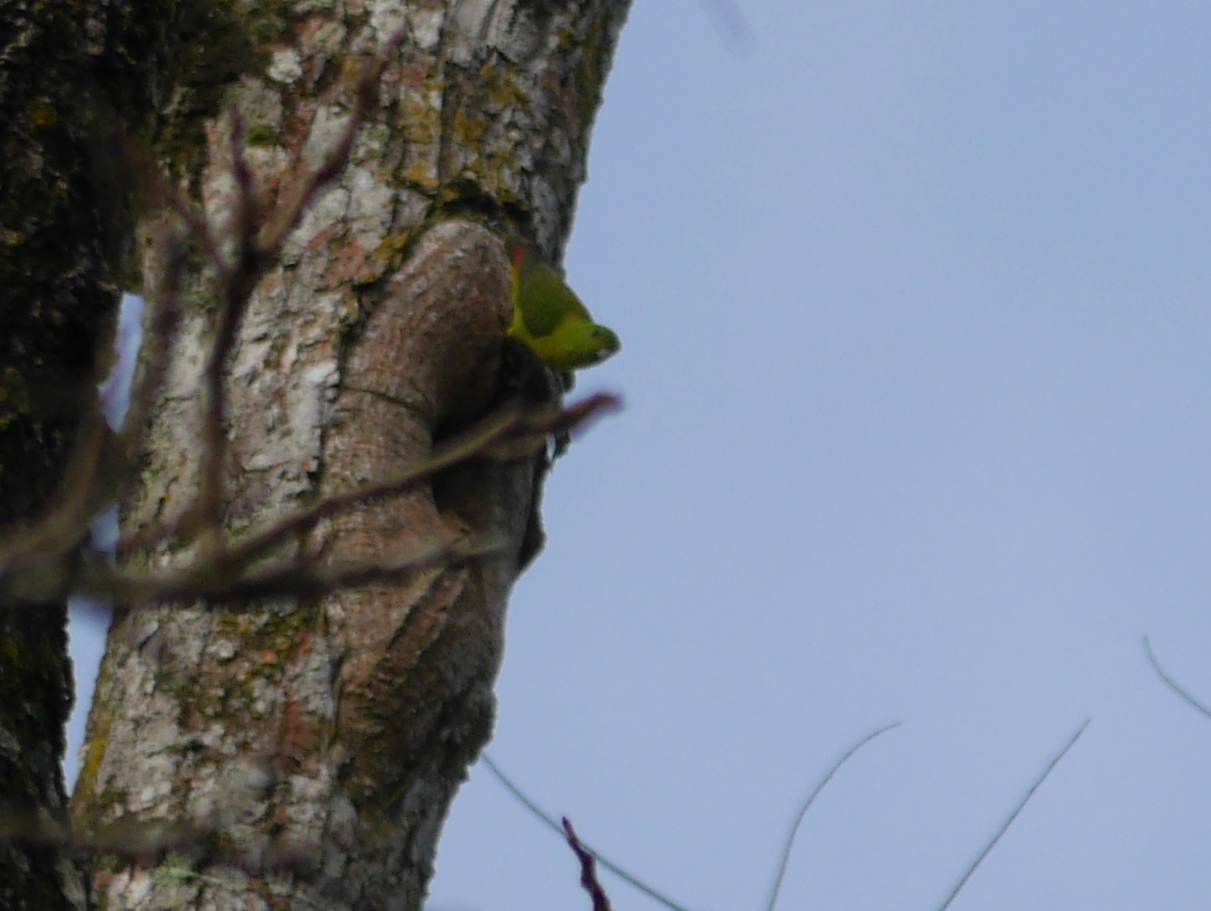 Blue-crowned Hanging Parrot