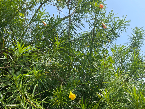 Be-still tree