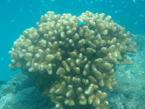 Pocillopora grandis observed 2026-10-05
