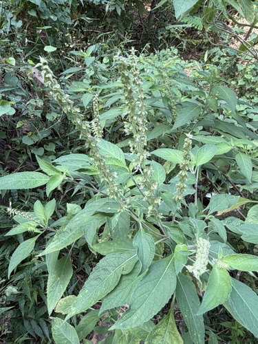 Ocimum gratissimum observed 2026-10-05