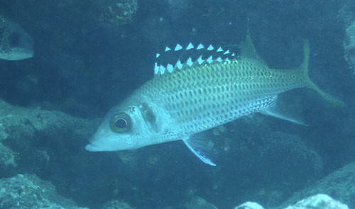 Neoniphon opercularis observed 2026-10-05