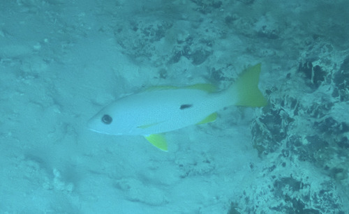 Lutjanus monostigma observed 2026-10-05