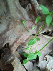 Moehringia trinervia