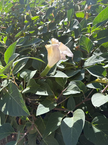 Sacred Datura
