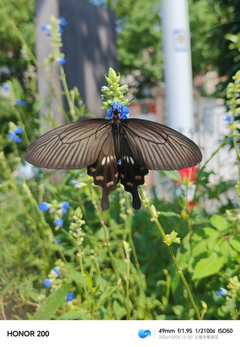 Common Rose Swallowtail