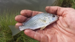Leiostomus xanthurus