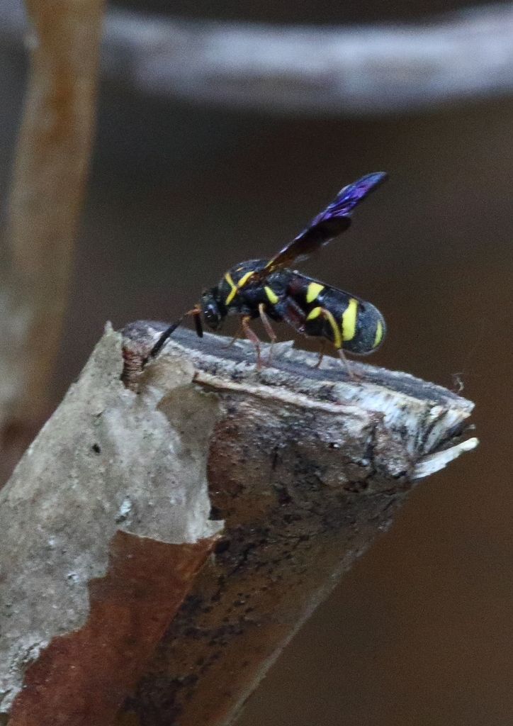 Wasp