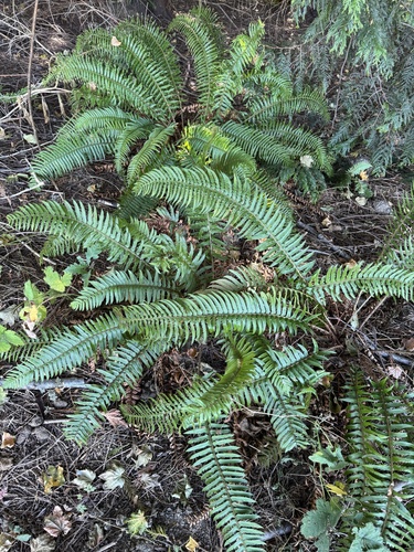 western sword fern