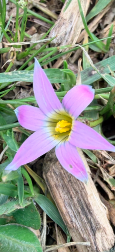 Rosy sandcrocus