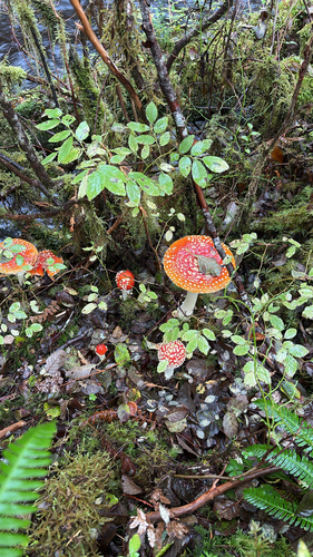 Fly Agaric
