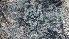 Parthenium argentatum